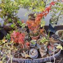 리스모어 이미지