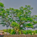 성읍리-21 이미지