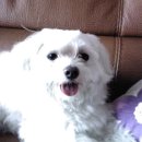 보라매약수터 이미지