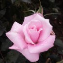 장미공원B 이미지