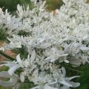 연인산스토리 이미지