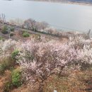 양산 원동 순매원에서 매화 보고 미나리 삼겹살 (원동 5번집)