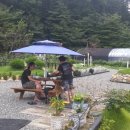 솔잎이슬 이미지