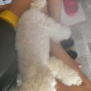 개냥아치 이미지