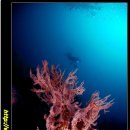 산호 이미지