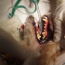 Dr.dog동물의료센터 이미지