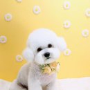 멍멍샤워 이미지