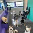 플레이독 애견유치원 이미지