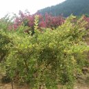 한길농원 이미지