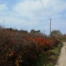 여주-0898 이미지