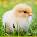 맛집삼계탕 이미지