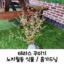 주광농장 | 테라스 홈가드닝을 위한 노지월동 묘목, 식물 구입 및 분갈이 후기 / 심폴, 에버그린농원