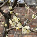 매화세탁소 이미지