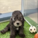 광주 강아지분양 고양이분양 어반펫 광주본점 이미지