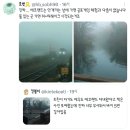 안개 낀 날의 제주도 에코랜드.twt 이미지