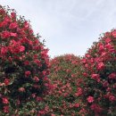 동백목장 이미지