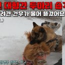 [거누파파네]산책중 줄 놓친 대형견한테 물린 유튜버 강아지 이미지