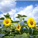 뭉개구름 이미지