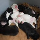 단디프렌치 이미지