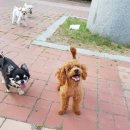 재미나개 이미지