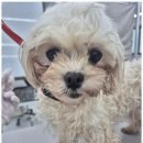 퍼피살롱 이미지