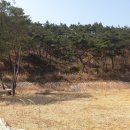 솔숲산 이미지