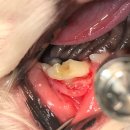 코끼리동물병원 이미지