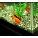 금붕어PC 이미지