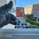 아산나부빌 이미지