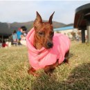 퍼피엔젤 이미지