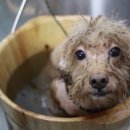 토토펫 애견미용 이미지