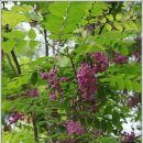 평창농원 이미지