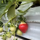 더드림 | 남양주 딸기체험농장 추천｜7세 아이와 다녀온 더드림 물의정원 후기