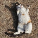 굿뜨래웰빙마을 글램핑 | <부여>굿뜨래웰빙마을에서 글램핑(겨울에 이런 호사를)