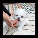 유앤미펫 강아지분양 고양이분양 위례점 이미지