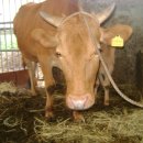 우리한우농장 이미지