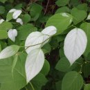 신기방기 이미지