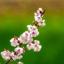 복사꽃공원 이미지