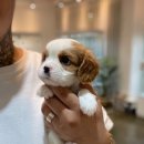 마리켄넬 이미지