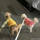 똥꼬 발랄 펫샵 네이버블로그
