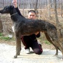 카이홋트 →( 스태그하운드(staghound)에 대하여.) 이미지