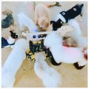 몽이네 맡겨보시개 이미지