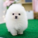 구산동강아지 이미지