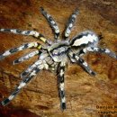 스리랑카 오너멘탈 (Poecilotheria fasciata) 이미지