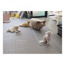 아지다펫 이미지