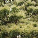 봉황초등학교 이미지