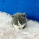 행복한펫샵 이미지