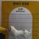 해피바우 애견유치원 네이버블로그