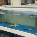 활어시장회도매센타 | 청주 군산 활어도매시장 ㅣ봉명동 회 맛집 내돈내산 솔직후기