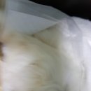 카페프리제